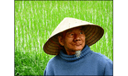 Rice Farmers
