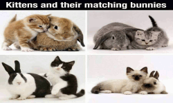 kittens and their matching bunnies