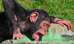 True Chimps