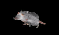 RATS RATS RATS