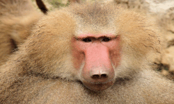 The Baboons image
