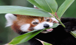 Red Panda Tea Club image