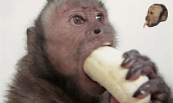Apes image