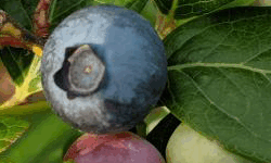 GAFF's Blueberry Garden V2 image