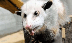 Mad opossums