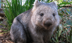 West Side Wombats image