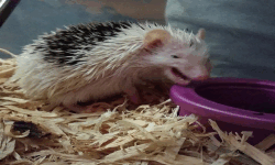 Hedgehogs in Hogwarts image