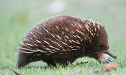 East Side Echidnas image