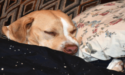 Sleeping Dogs image