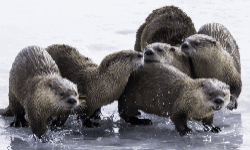 Odd Otters image