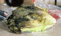 Wilted Bag Lettuce image
