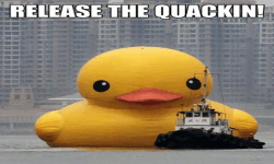 Release The Quackin image