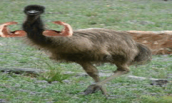 EMU IS A CHAD image