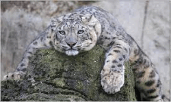 Lazy Leopards image