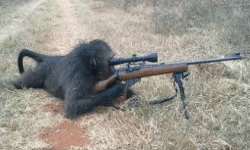 Sniper Monkeys image