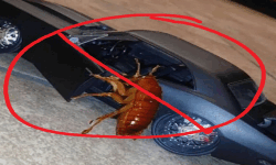 Roach Patrol image