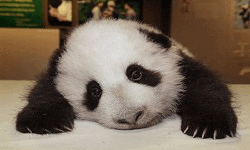 Sad Panda's image