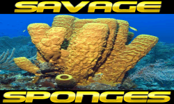 Savage Sponges