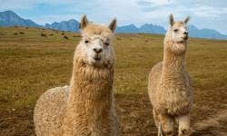 2 Peruvian lamas