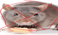 rat patrol image