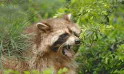 yawning raccoon