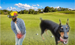 3 Golf Balls in a Doberman image