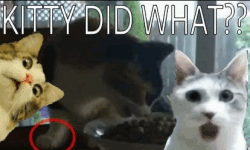 KITTY DID WHAT??