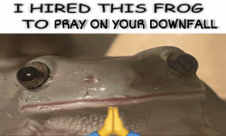 Praying Frog image