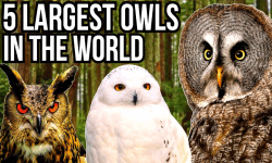 Owl`s Fault v2.0 image