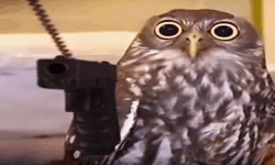 Owls Revenge image