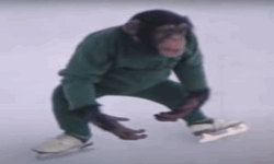 Chimps on Ice image