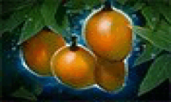 Mango Tree image