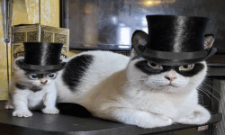 Top Hat Cats image