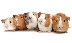 Exalted's Guinea Pigs image