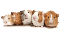 Exalted's Guinea Pigs